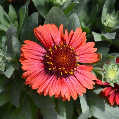 Gaillardia aristata Spintop™ Red PPAF