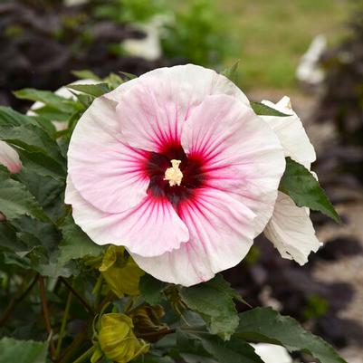 Hibiscus Angel Eyes PP35455