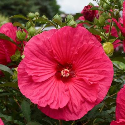 Hibiscus Summer in Paradise PP28730