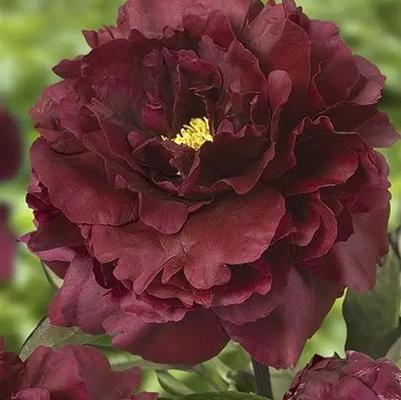 Paeonia lacttiflora Black Beauty