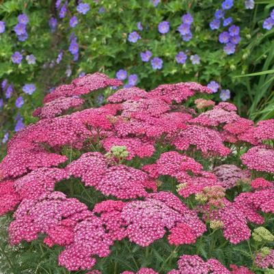 Achillea millefolium Saucy Seduction
