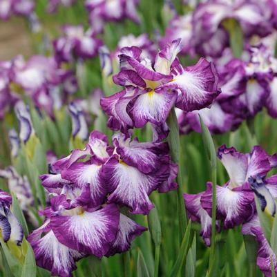 Iris ensata Lion King