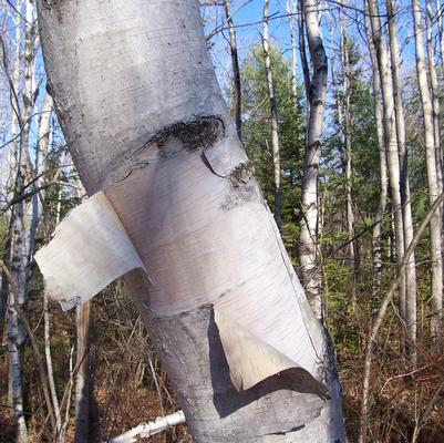 Betula papyrifera 