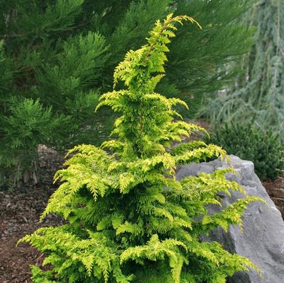 Chamaecyparis obtusa Aurea