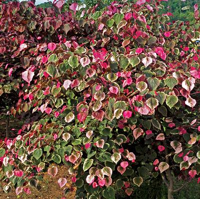 Cercis canadensis Carolina Sweetheart