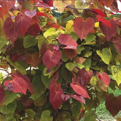 Cercis canadensis Flame Thrower