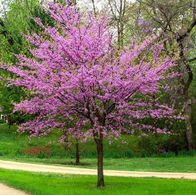 Cercis canadensis 