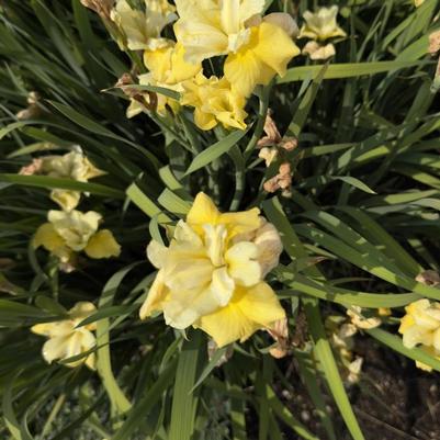 Iris sibirica Sunfisher