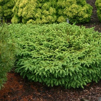 Picea abies Nidiformis