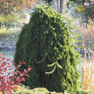 Picea abies Pendula