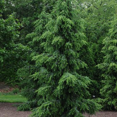 Picea omorika Pendula