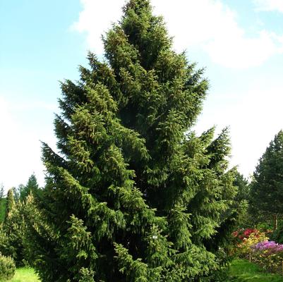 Picea omorika 