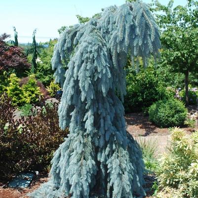 Picea pungens Glauca Slenderina Pendula