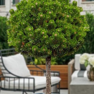 Pinus mugo Sherwood Compact