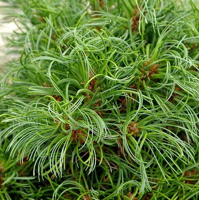 Pinus strobus Green Twist