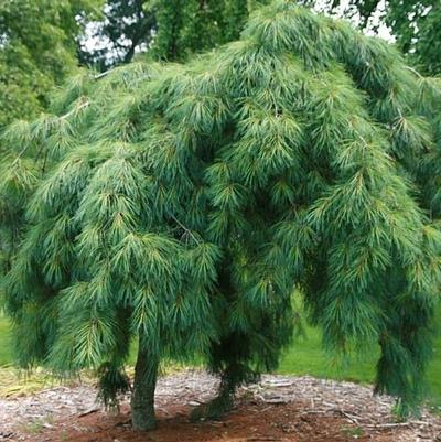 Pinus strobus Pendula