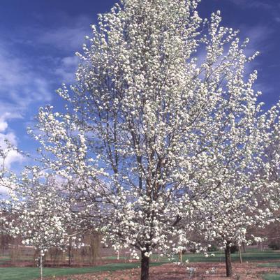 Pyrus calleryana Trinity