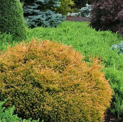 Thuja occidentalis Golden Tuffet