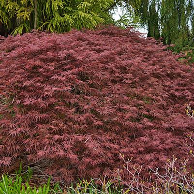 Acer palmatum Garnet