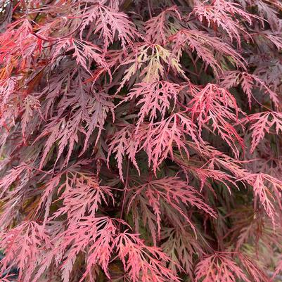Acer palmatum Orangeola