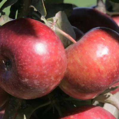 Apple Semi-Dwarf Frostbite