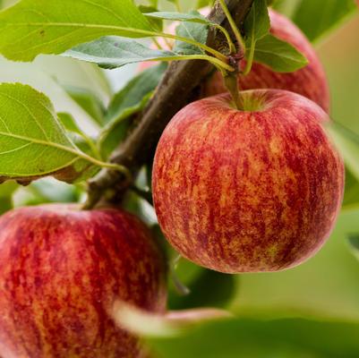 Apple Semi-Dwarf Royal Gala