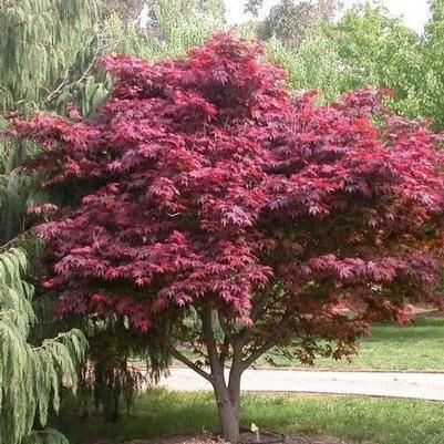 Acer palmatum Emperor