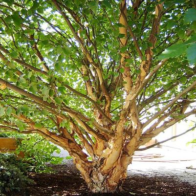 Betula nigra Fox Valley™ Little King