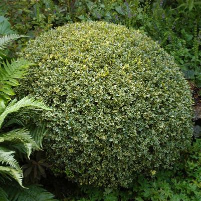 Buxus semp. Variegata