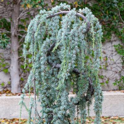 Cedrus atlantica Glauca Pendula (Weeping)