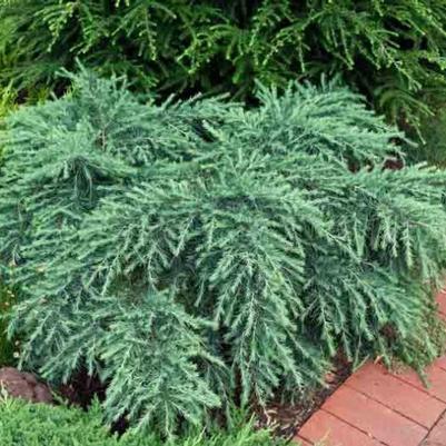 Cedrus deodara Feelin' Blue Deodar