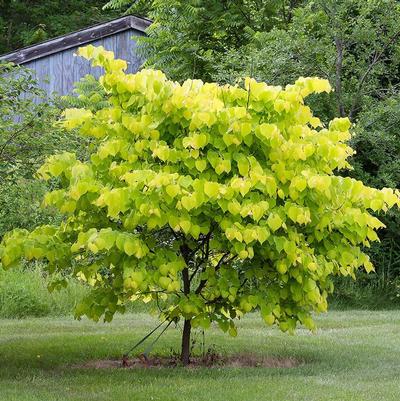Cercis canadensis Hearts of Gold PP17740