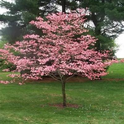 Cornus florida Cherokee Brave™ (Tree Form)