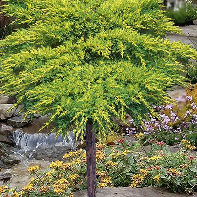 Juniperus chinensis Daub's Frosted (Tree Form)
