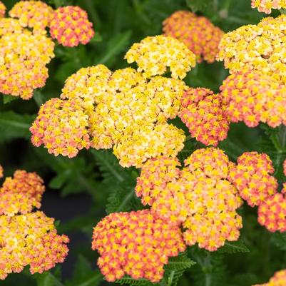 Achillea millefolium Skysail Yellow
