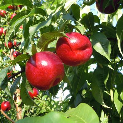 Nectarine Semi-Dwarf Arctic Glo