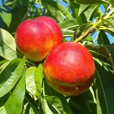 Nectarine Semi-Dwarf Firebright