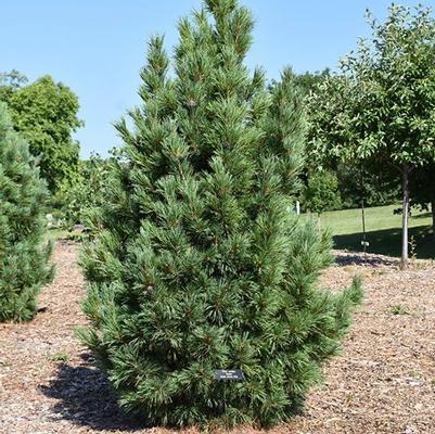 Pinus cembra Chalet Swiss Stone