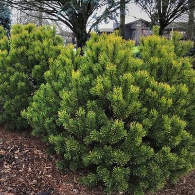 Pinus mugo var. mugo