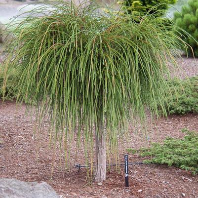 Thuja plicata Whipcord (Tree Form)