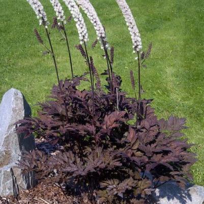 Actaea Black Negligee