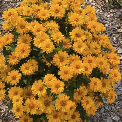 Heliopsis helianthoides Athena Gold&trade;