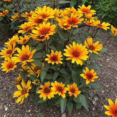 Heliopsis helianthoides Sole Scuro