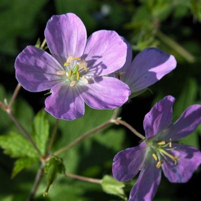 Geranium maculatum 