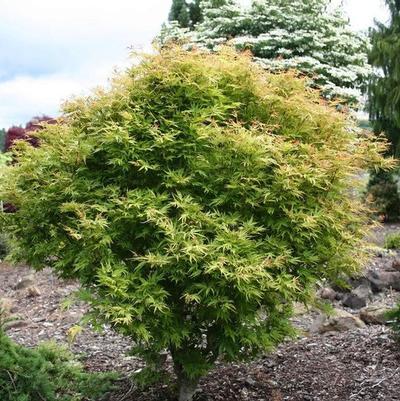 Acer palmatum Dr. Seuss