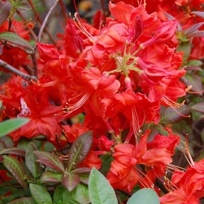 Azalea Exbury Fireball