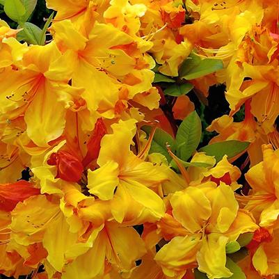 Azalea x Golden Lights