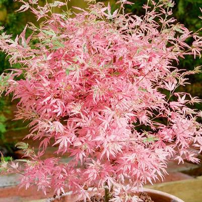 Acer palmatum Taylor