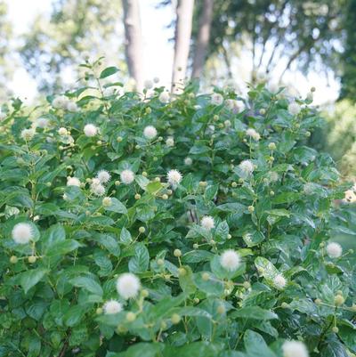 Cephalanthus Sugar Shack® 2.0 PPAF