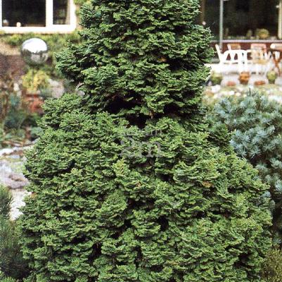 Chamaecyparis obtusa Kosteri